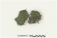 藏品(紅色假鱗葉苔)的圖片